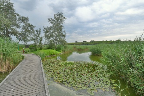 A Sóstón kánikulában is nagy a nyüzsgés – egyéni séta, vezetett túra, Vadvasárnap